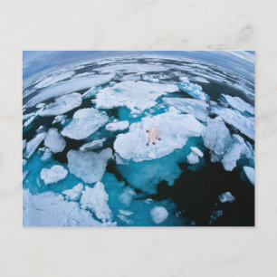 Ice & Snö Polar Bear, Arktiska oceanen, Svalbard Vykort