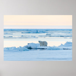 Ice & Snö Polar Bear Iceberg Norge Poster