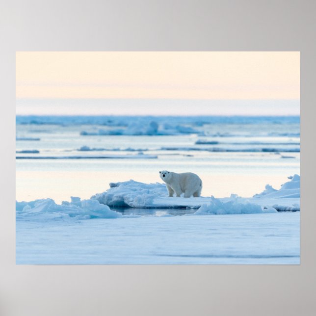 Ice & Snö | Polar Bear Iceberg Norge Poster (Framsidan)