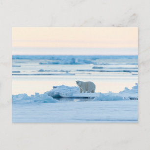 Ice & Snö Polar Bear Iceberg Norge Vykort
