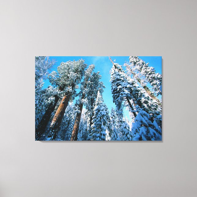 Ice & Snö | Sequoia National Park, Kalifornien Canvastryck (Framsida)