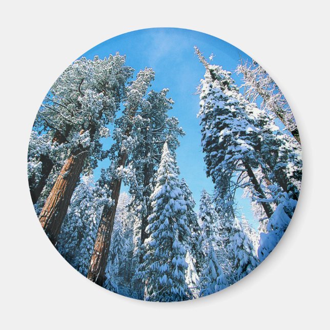Ice & Snö | Sequoia National Park, Kalifornien Magnet (Framsidan)