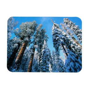 Ice & Snö   Sequoia National Park, Kalifornien Magnet