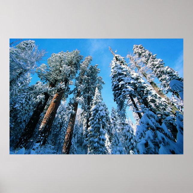 Ice & Snö | Sequoia National Park, Kalifornien Poster (Framsidan)