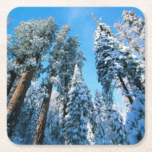 Ice & Snö   Sequoia National Park, Kalifornien Underlägg Papper Kvadrat