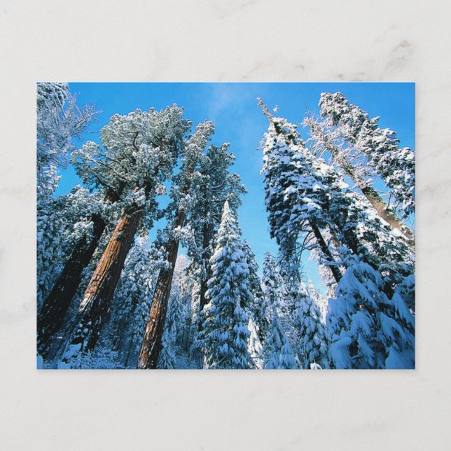 Ice & Snö | Sequoia National Park, Kalifornien Vykort (Framsida)