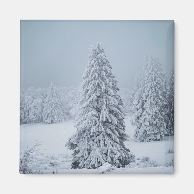 Ice & Snö | Skogsmark, schweiziska Alpernor Magnet (Framsidan)