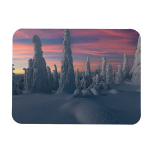 Ice & Snö Träd, Lappland, Finland, täckt av Snö Magnet