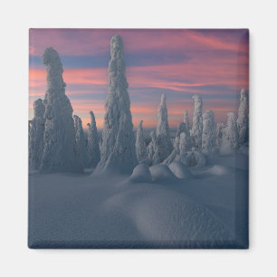 Ice & Snö Träd, Lappland, Finland, täckt av Snö Magnet