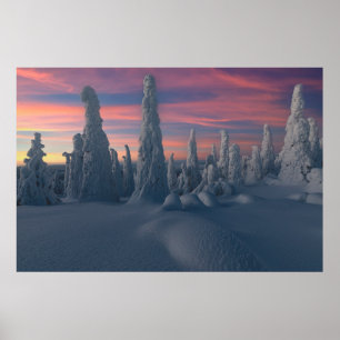 Ice & Snö Träd, Lappland, Finland, täckt av Snö Poster