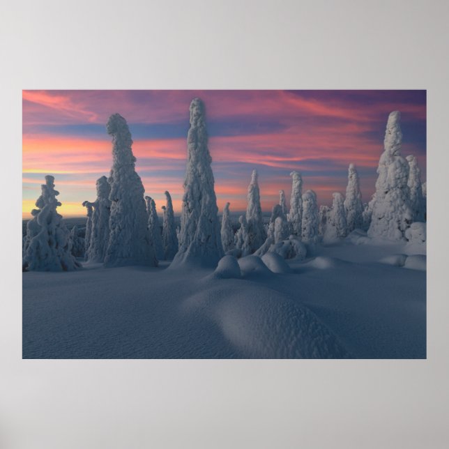 Ice & Snö | Träd, Lappland, Finland, täckt av Snö Poster (Framsidan)