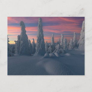 Ice & Snö Träd, Lappland, Finland, täckt av Snö Vykort