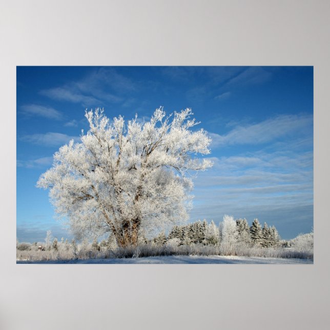 Ice Träd Poster (Framsidan)