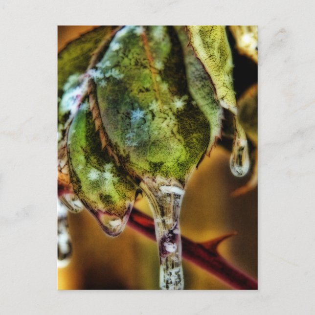 Ice Vykort (Framsida)