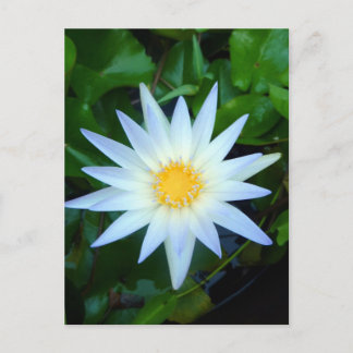 Iceblue Vatten Lily-vykort Vykort
