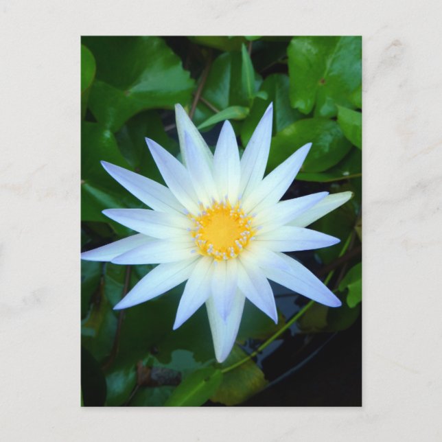 Iceblue Vatten Lily-vykort Vykort (Framsida)