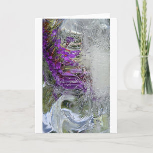 Iced Black Knight Butterfly Bush Kort