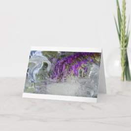 Iced Black Knight Butterfly Bush Kort