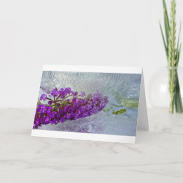 Iced Black Knight Butterfly Bush Kort