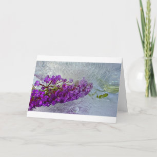 Iced Black Knight Butterfly Bush Kort