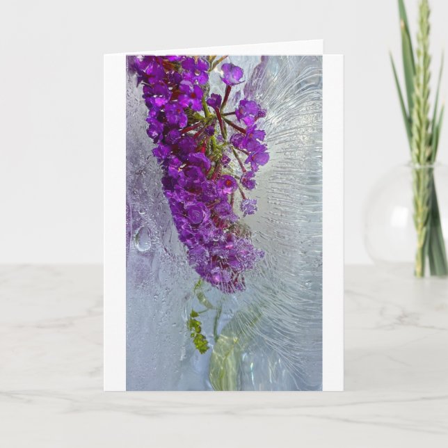 Iced Black Knight Butterfly Bush Kort (Framsida)