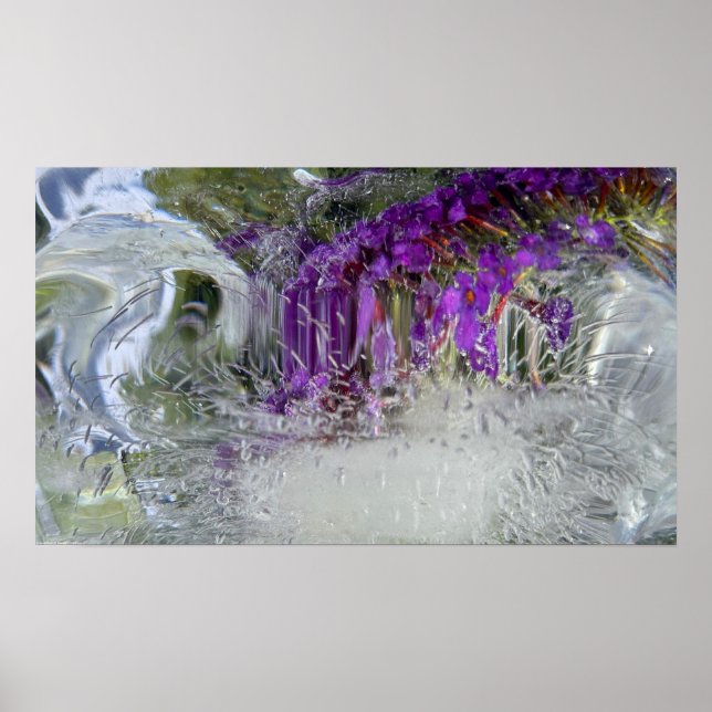 Iced Black Knight Butterfly Bush Poster (Framsidan)