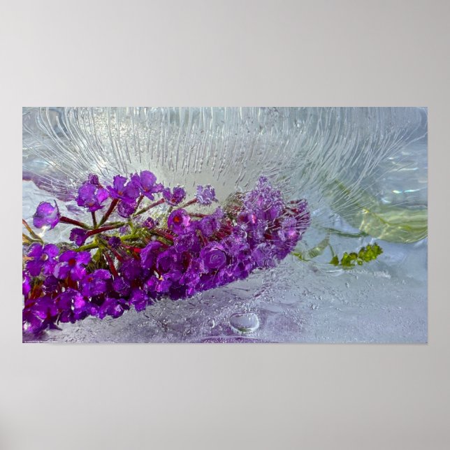 Iced Black Knight Butterfly Bush Poster (Framsidan)