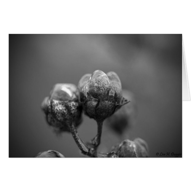 Iced Craps Myrtle Card OBS Kort (Framsidan Horizontal)