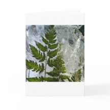 Iced Ferns