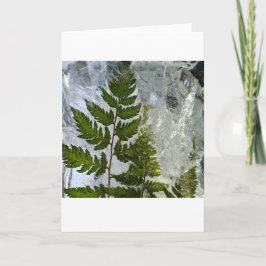 Iced Ferns Kort