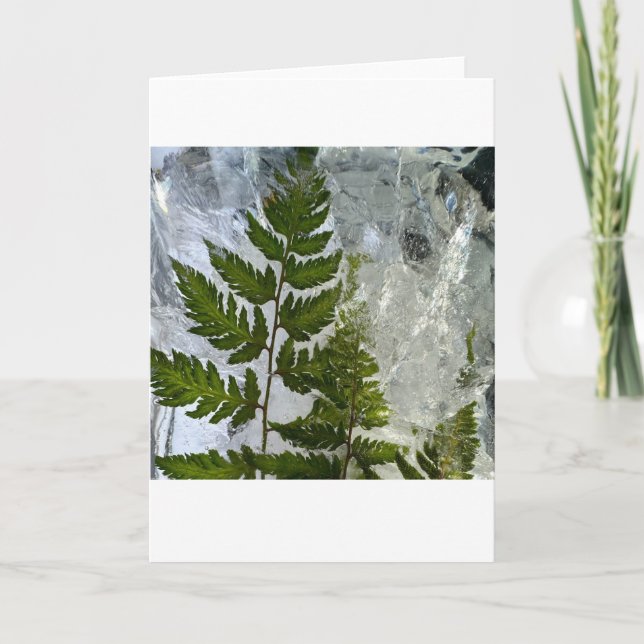 Iced Ferns Kort (Framsida)