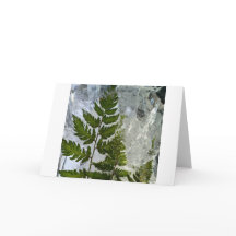 Iced Ferns