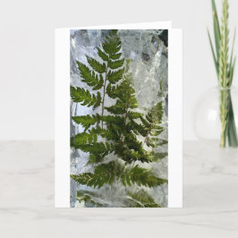 Iced Ferns Kort