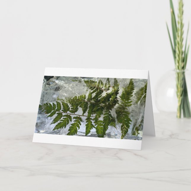 Iced Ferns Kort (Framsida)