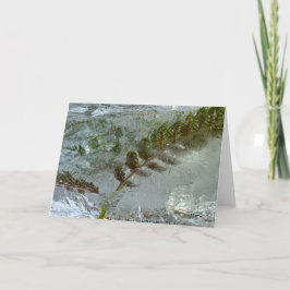 Iced Ferns Kort