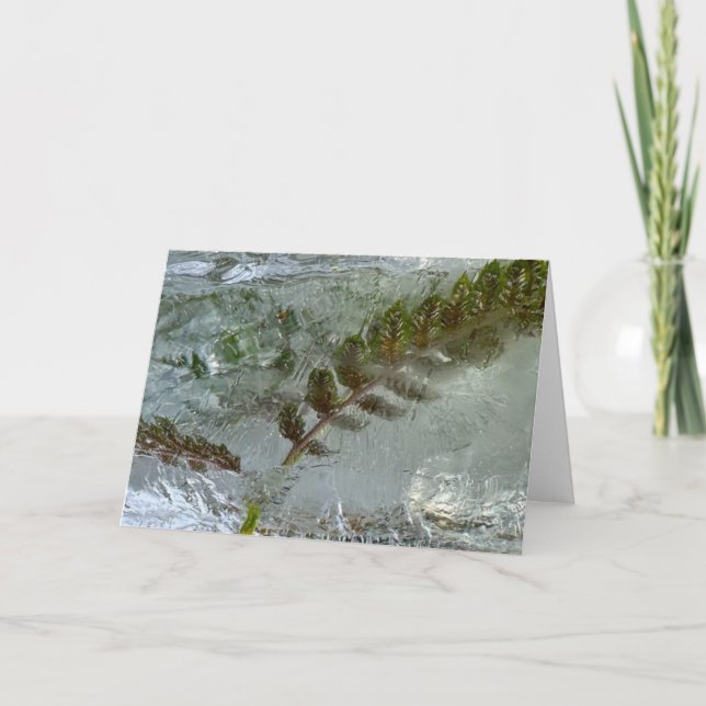 Iced Ferns Kort (Framsida)