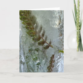 Iced Ferns Kort