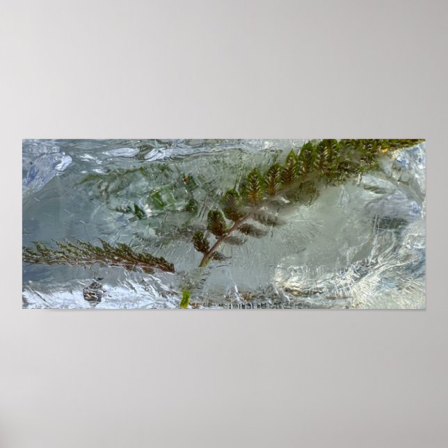 Iced Ferns Poster (Framsidan)