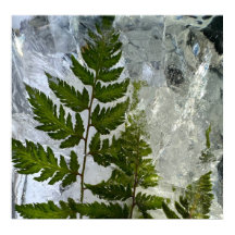 Iced Ferns