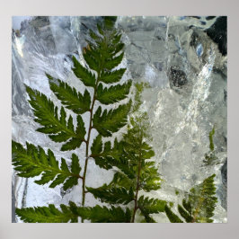 Iced Ferns Poster