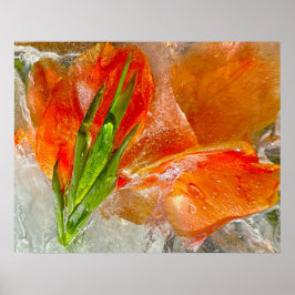Iced Gladioli Poster