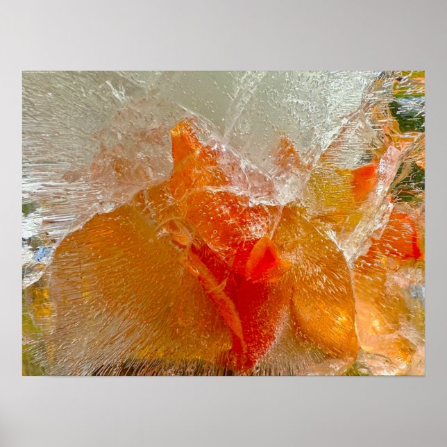Iced Gladioli Poster (Framsidan)