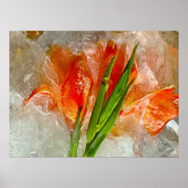Iced Gladioli Poster