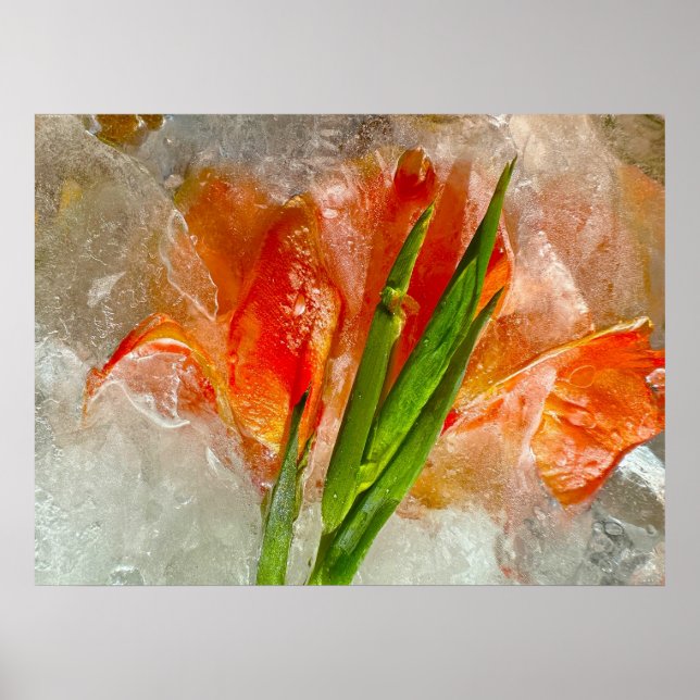 Iced Gladioli Poster (Framsidan)