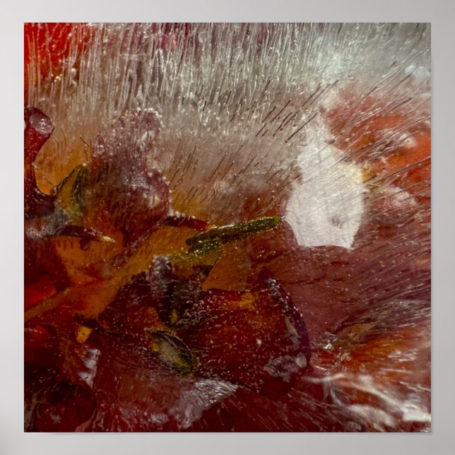 Iced Lilies Poster (Framsidan)