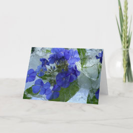 Iced Phlox Kort