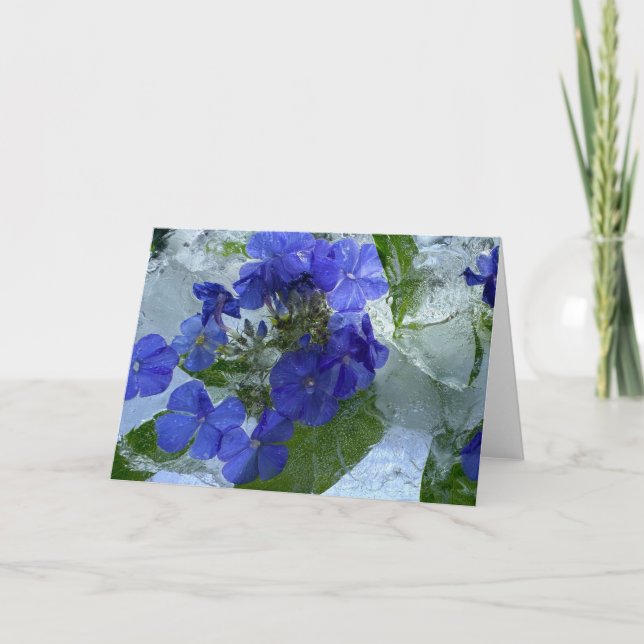 Iced Phlox Kort (Framsida)