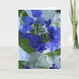 Iced Phlox Kort