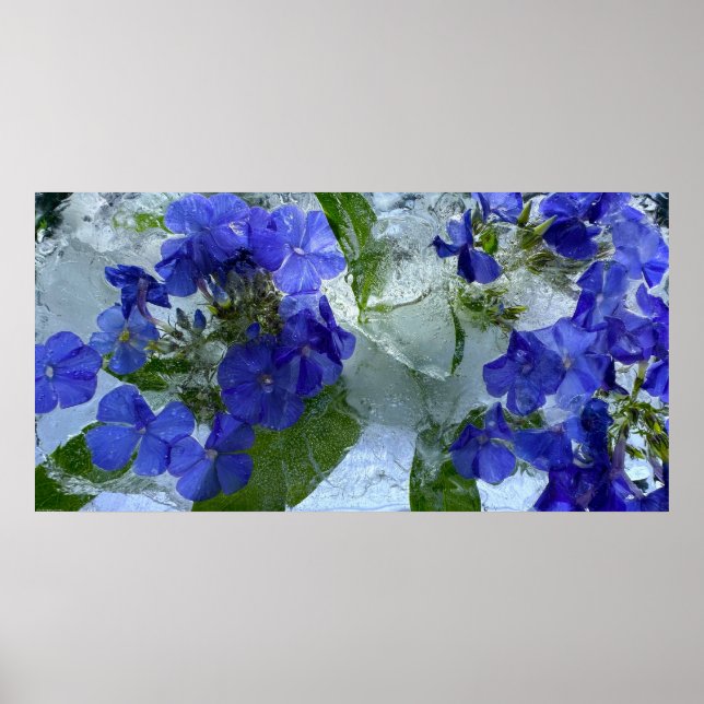 Iced Phlox Poster (Framsidan)