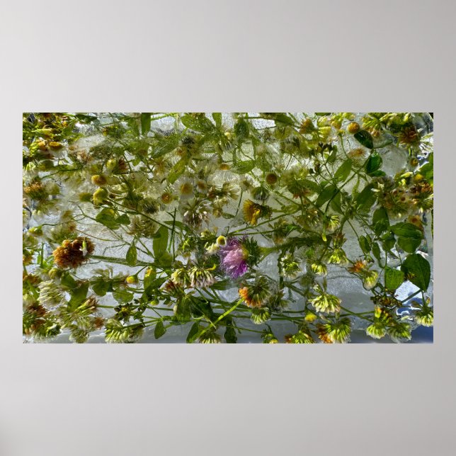 Iced Thistle & Klöver Poster (Framsidan)